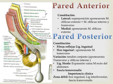 pared posterior del conducto inguinal